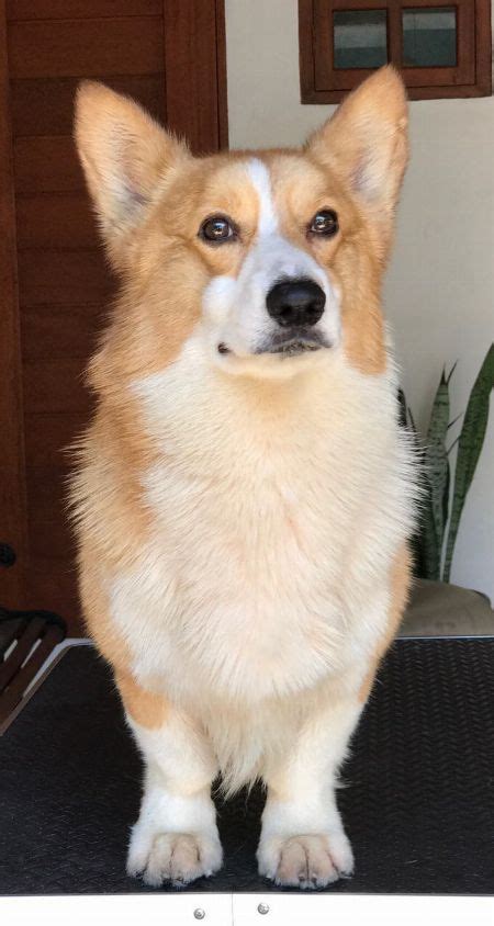 Pembroke Welsh Corgi Dog Price In The Philippines .